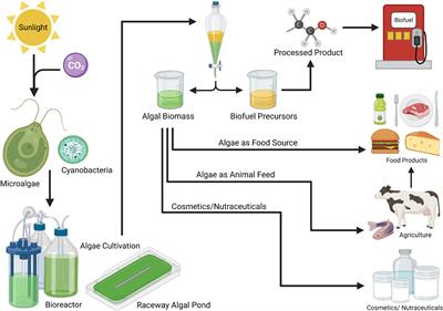 Developing algae as a sustainable food source